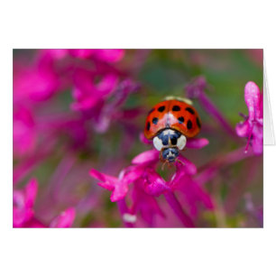 Red Black Ladybug Ladybird på Rosa Flowers Hälsningskort