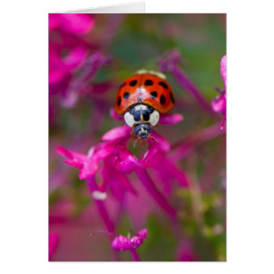 Red Black Ladybug Ladybird på Rosa Flowers OBS Kort