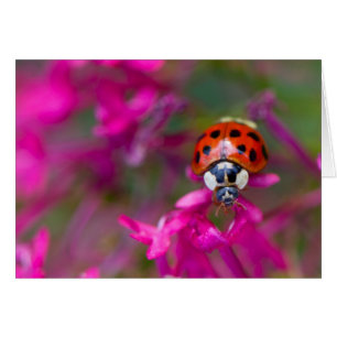 Red Black Ladybug Ladybird på Rosa Flowers OBS Kort