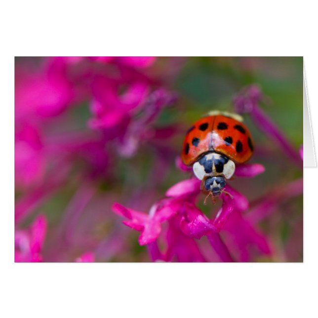 Red Black Ladybug Ladybird på Rosa Flowers OBS Kort (Framsidan Horizontal)