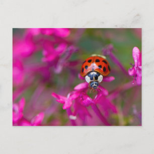 Red Black Ladybug Ladybird på Rosa Flowers Vykort