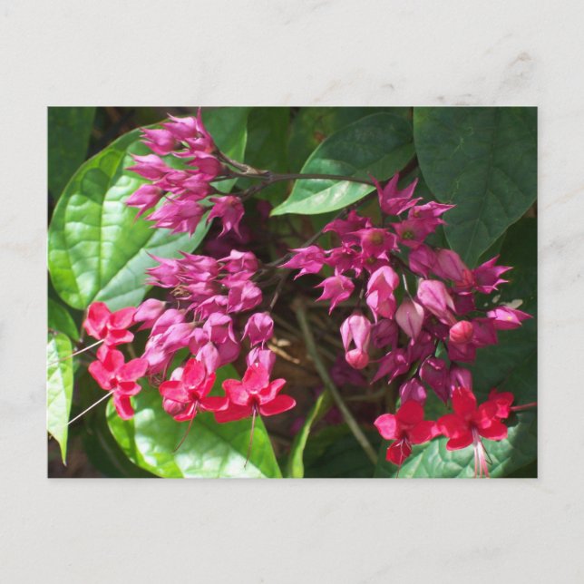 Red Bleeding Heart Photo Postcard Vykort (Framsida)