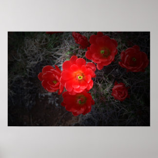 Red Blommar Cactus, Desert Poster