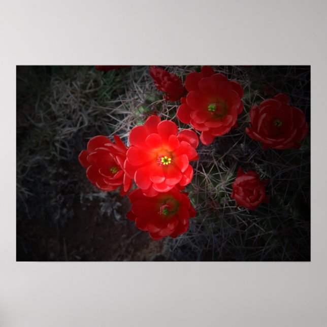 Red Blommar Cactus, Desert Poster (Framsidan)