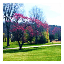 Red Blommar Crabapple Poster