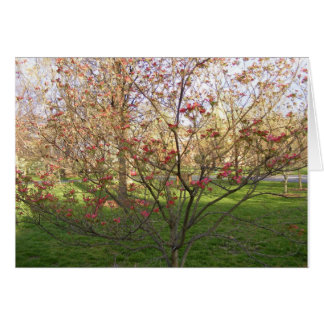 Red Blommar Dogwood Hälsningskort