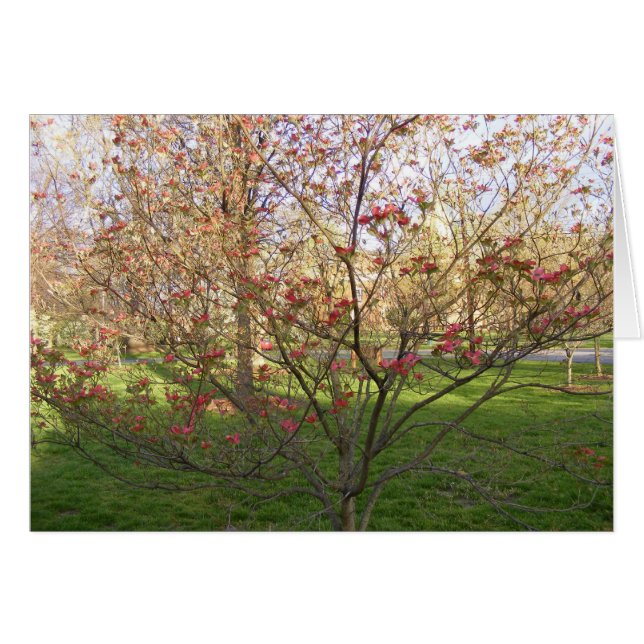 Red Blommar Dogwood Hälsningskort (Framsidan Horizontal)