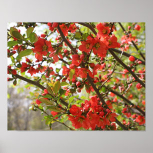 Red Blommar Quince Vår Flower Blommars Poster