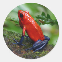 Red & Blue Poison Dart Frog