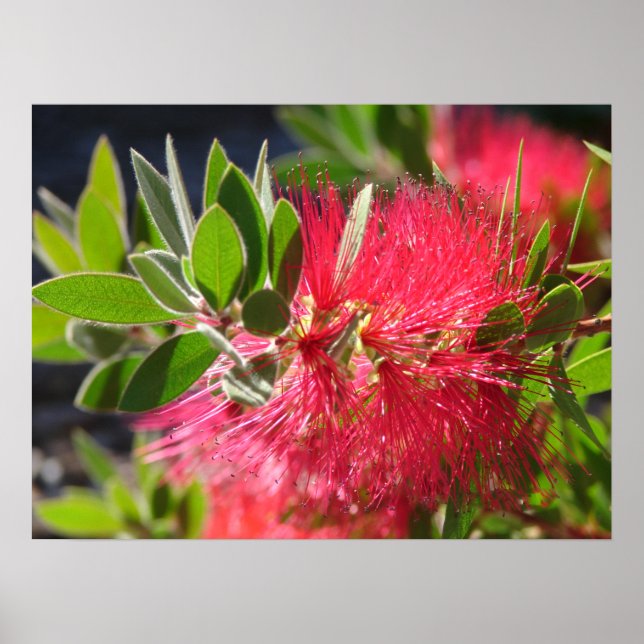 Red Bottlebrush Australian blommigt Flowers Poster (Framsidan)