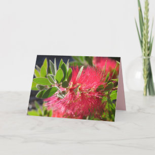 Red Bottlebrush Australian Flower blommigt Card Kort