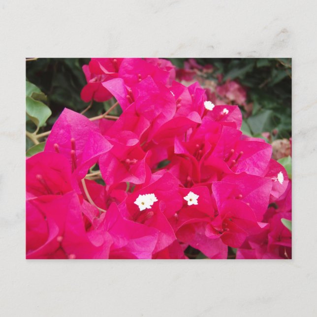 Red Bougainvillea Vykort (Framsida)