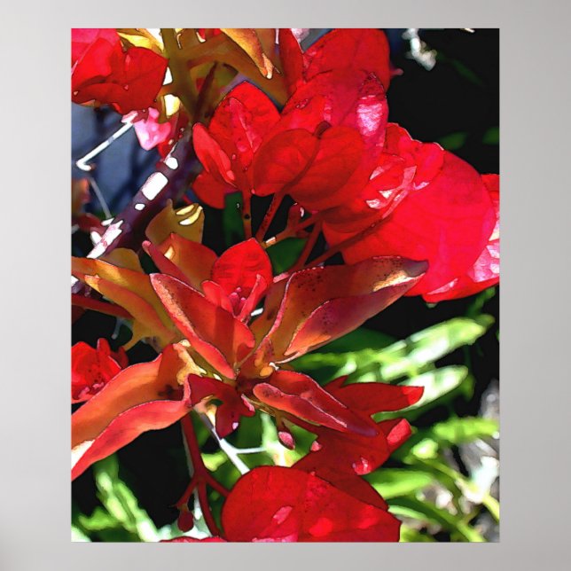 Red Bouganvilla Poster (Framsidan)