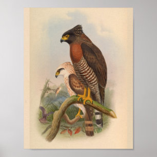 Red Breast Hawk Bird Vintage Art Skriv ut Poster