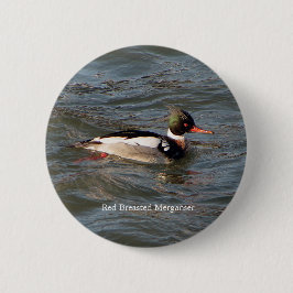 Red Breast Merganser-knapp Knapp