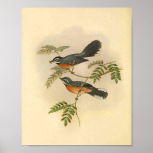 Red Brested Fantail Flycatcher Bird Vintage Skriv Poster