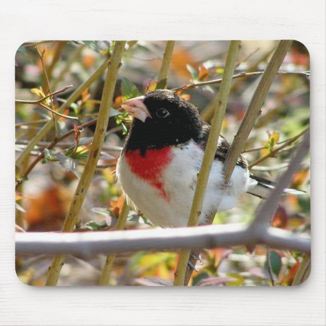 Red Brested Grosbeak Musmatta (Framsidan)