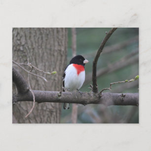 Red-Brested Grosbeak Vykort