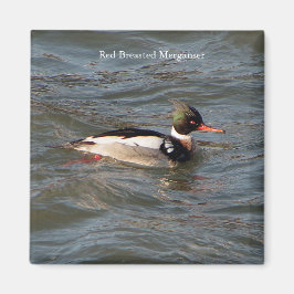 Red Brested Merganser magnet