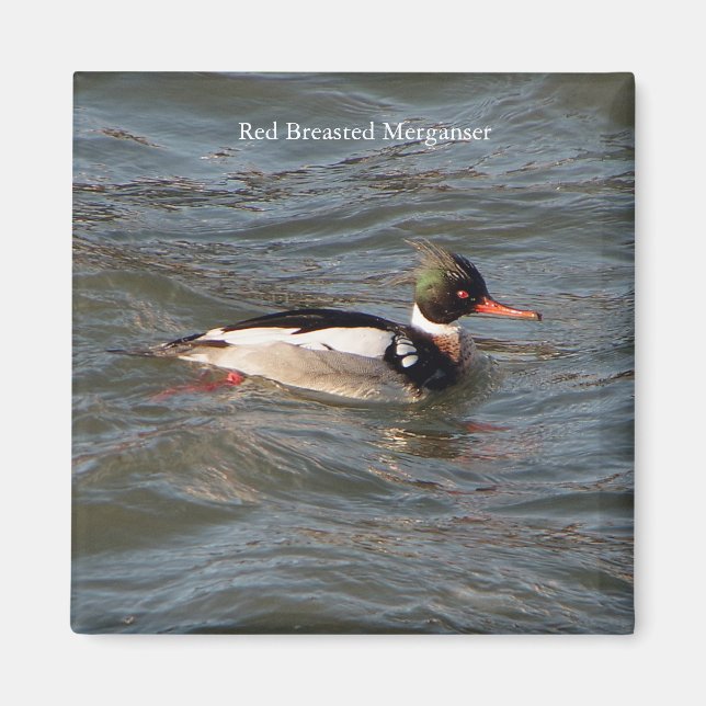 Red Brested Merganser magnet (Framsidan)