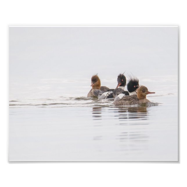 Red Brested Merganser Photo Print Fototryck (Framsidan)