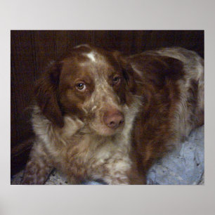 Red Brittany Spain hund épagneul breton roux Poster