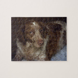 Red Brittany Spain hund épagneul breton roux Pussel