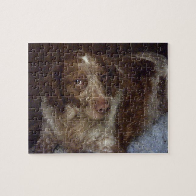 Red Brittany Spain hund épagneul breton roux Pussel (Horisontell)