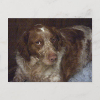 Red Brittany Spain hund vycard épagneul breton Vykort