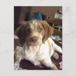 Red Brittany Spain puppy hund vycard épagneul Vykort