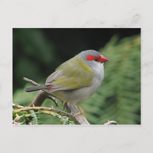 Red Broged Finch Vykort (Framsida)