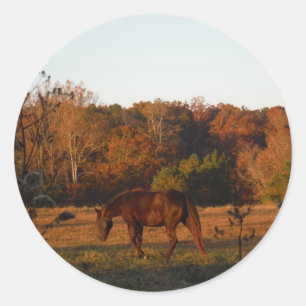 Red Brown-hästen, hösten skogen.. Runt Klistermärke