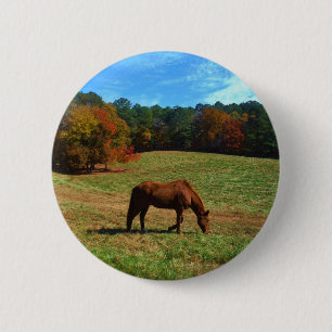 Red Brown horse, fall träd, blå himmel Knapp