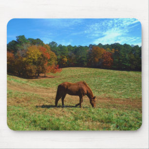 Red Brown horse, fall träd, blå himmel Musmatta