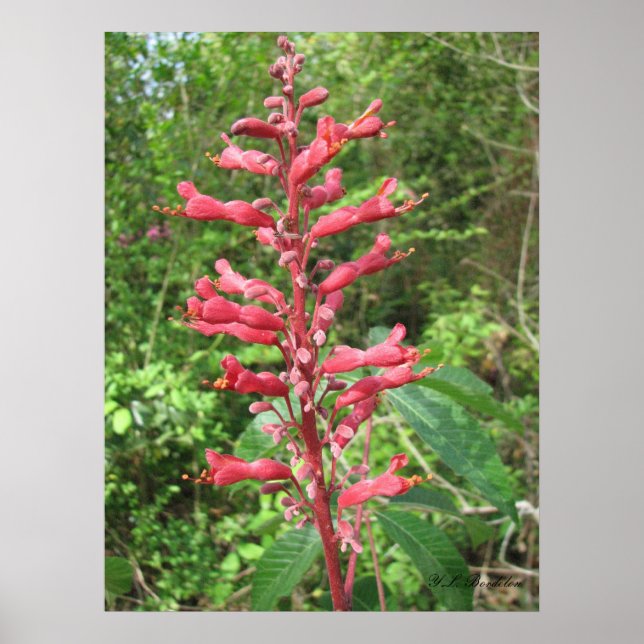 Red Buckeye Poster (Framsidan)