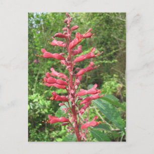 Red Buckeye-vykort Vykort