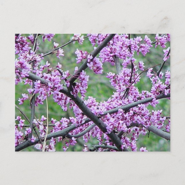Red Bud Träd Vykort (Framsida)