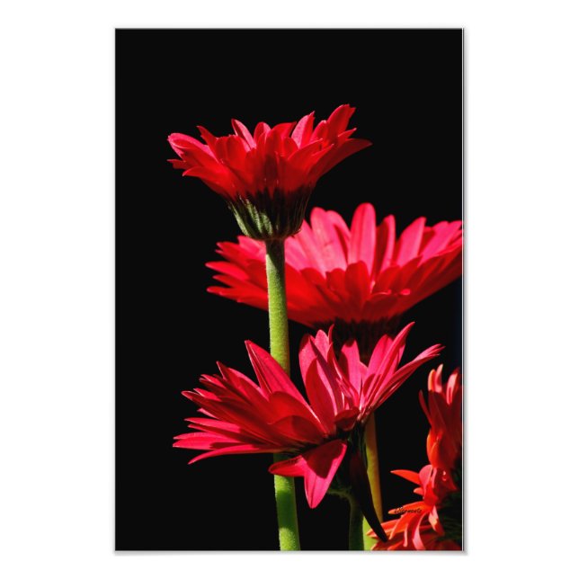 Red Burgundy Gerber Daisy Fototryck (Framsidan)