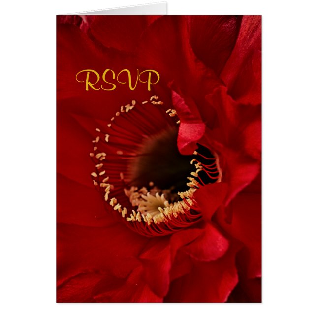 Red Cactus blomma in bloom OSA OBS Kort (Framsidan)