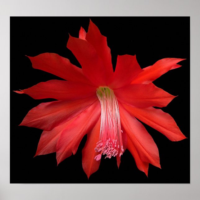 Red Cactus Flower Poster (Framsidan)