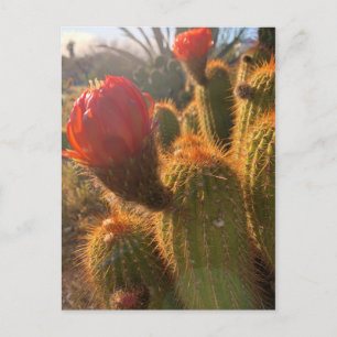 Red Cactus Flowers Sunset Vykort