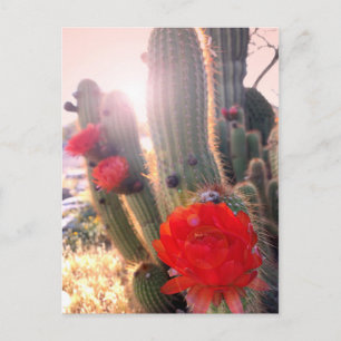 Red Cactus Flowers Sunset Vykort