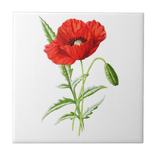 Red California Poppy Flower och Grönt Löv Kakelplatta