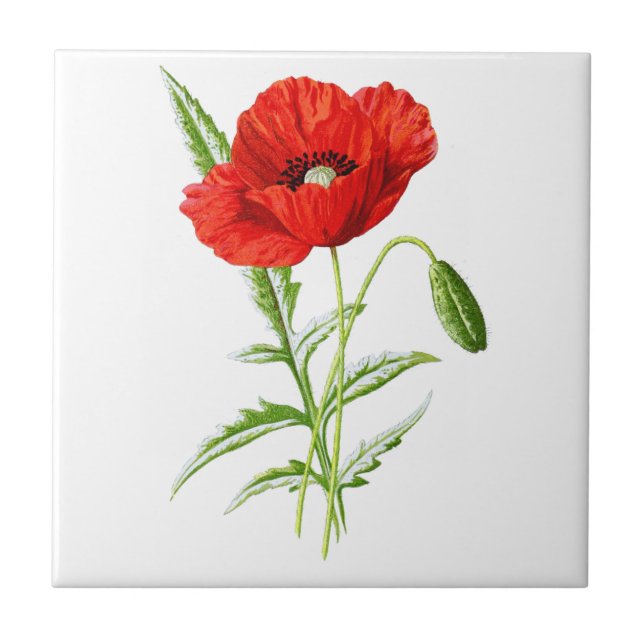 Red California Poppy Flower och Grönt Löv Kakelplatta (Framsidan)