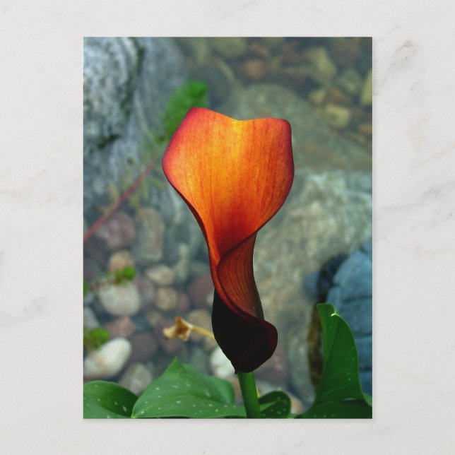 Red Calla Lily Postcards Vykort (Framsida)