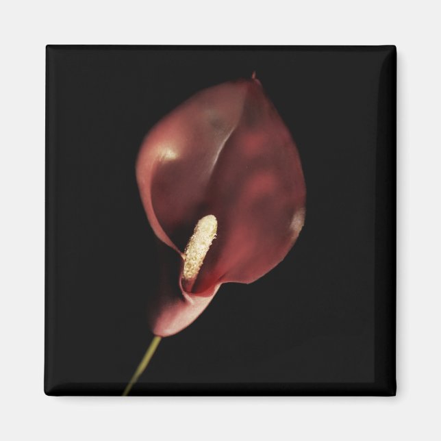 Red Calla - Magnet (Framsidan)