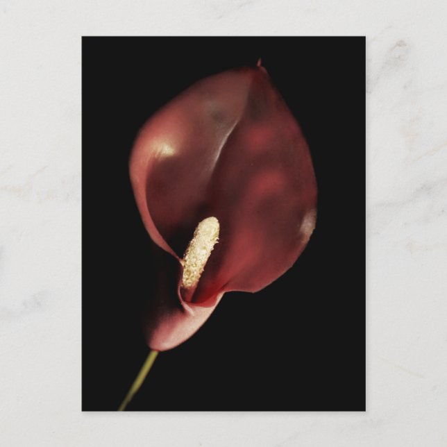 Red Calla - vykort (Framsida)
