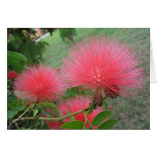 Red calliandra hälsningskort
