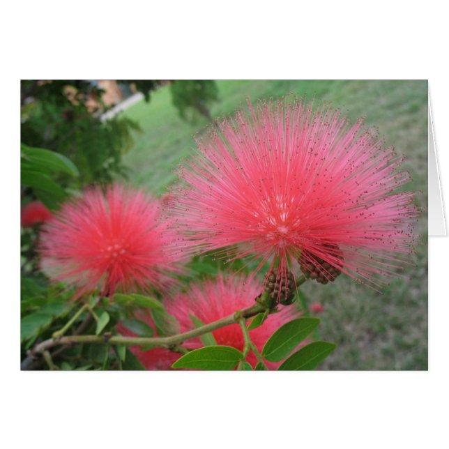 Red calliandra hälsningskort (Framsidan Horizontal)