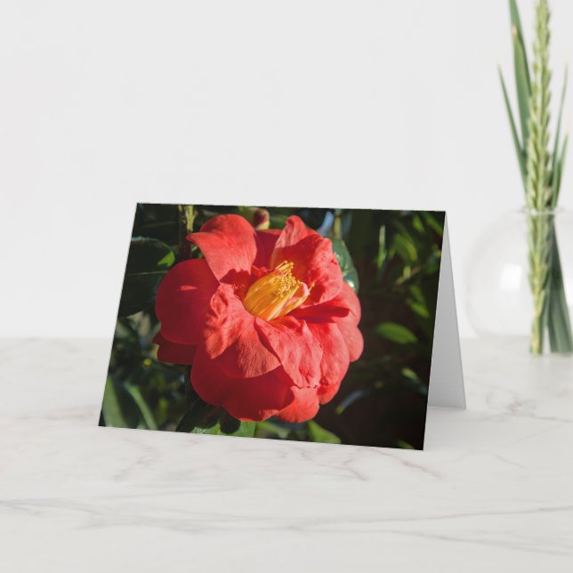 Red Camelia. Bute Park, Cardiff, Wales Kort (Framsida)